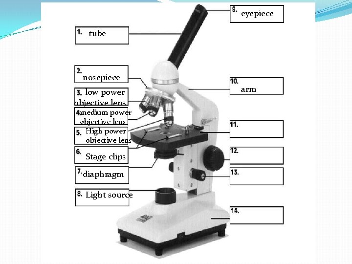 eyepiece tube nosepiece low power objective lens medium power objective lens High power objective