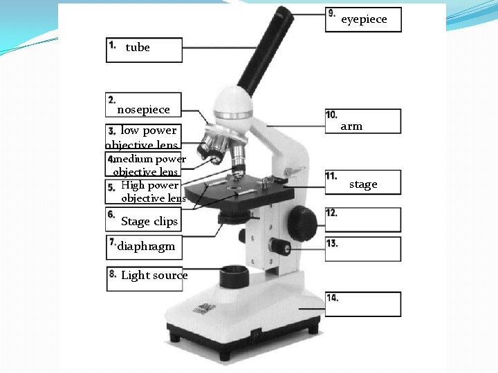 eyepiece tube nosepiece low power objective lens medium power objective lens High power objective
