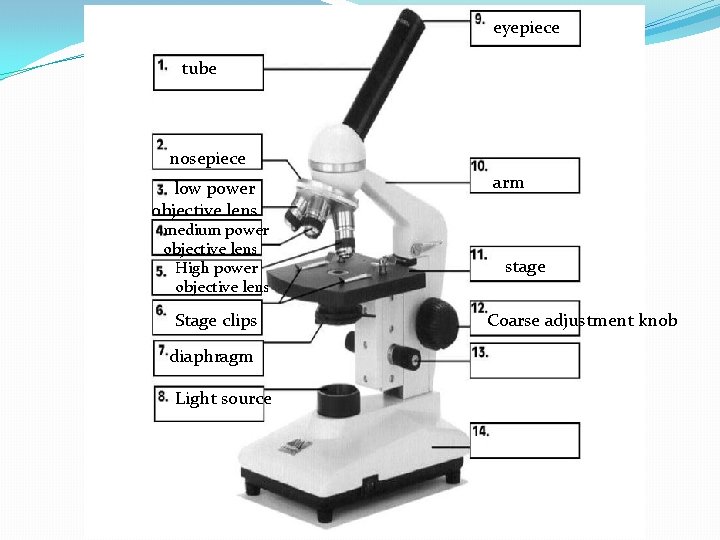 eyepiece tube nosepiece low power objective lens medium power objective lens High power objective