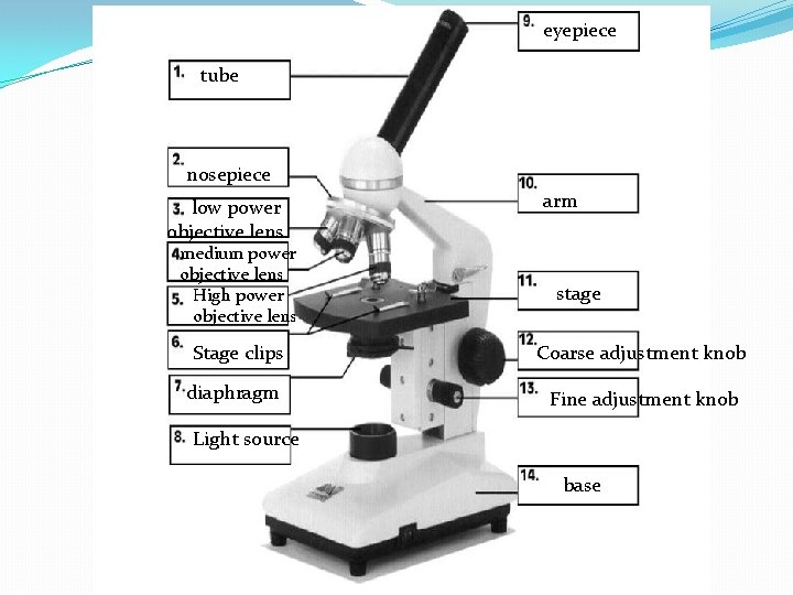 eyepiece tube nosepiece low power objective lens medium power objective lens High power objective