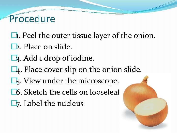 Procedure � 1. Peel the outer tissue layer of the onion. � 2. Place