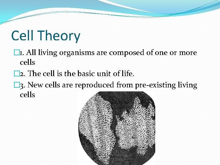 Cell Theory � 1. All living organisms are composed of one or more cells