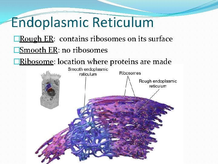 Endoplasmic Reticulum �Rough ER: contains ribosomes on its surface �Smooth ER: no ribosomes �Ribosome: