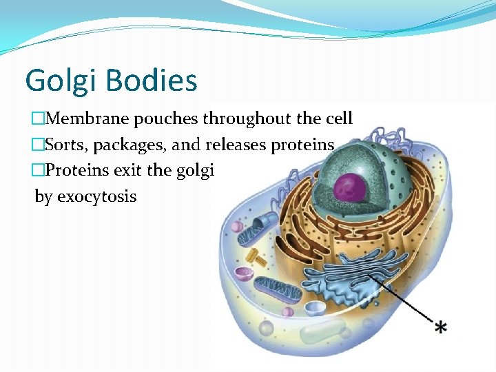 Golgi Bodies �Membrane pouches throughout the cell �Sorts, packages, and releases proteins �Proteins exit