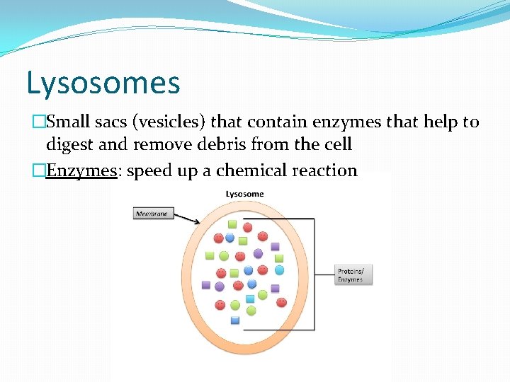 Lysosomes �Small sacs (vesicles) that contain enzymes that help to digest and remove debris