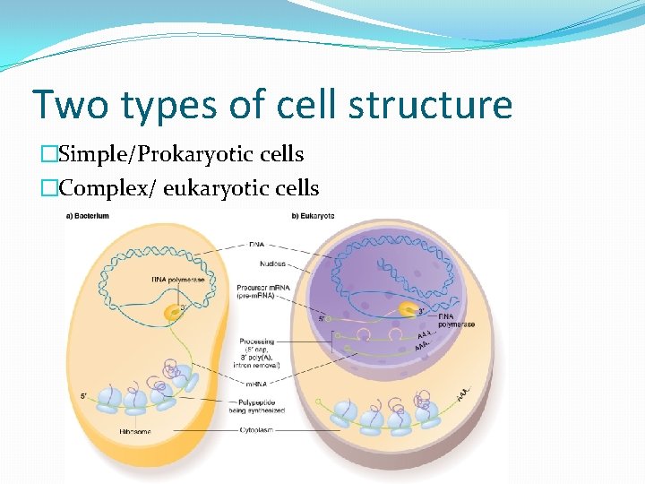 Two types of cell structure �Simple/Prokaryotic cells �Complex/ eukaryotic cells 