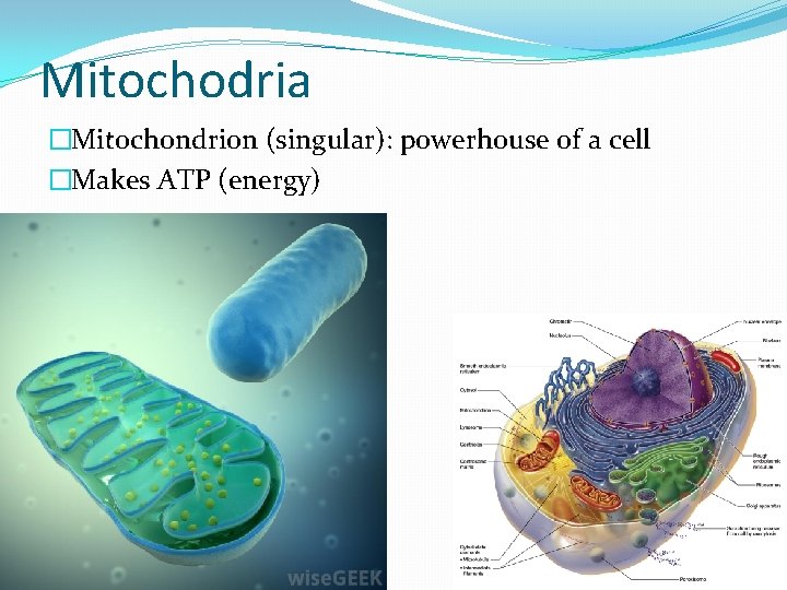 Mitochodria �Mitochondrion (singular): powerhouse of a cell �Makes ATP (energy) 