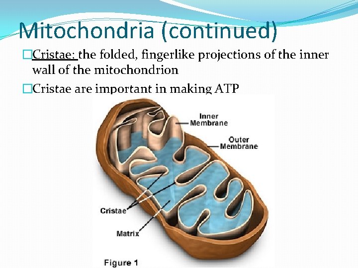 Mitochondria (continued) �Cristae: the folded, fingerlike projections of the inner wall of the mitochondrion
