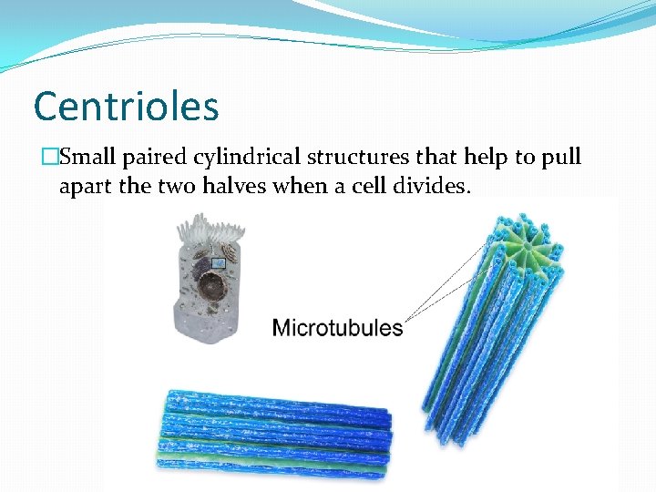 Centrioles �Small paired cylindrical structures that help to pull apart the two halves when
