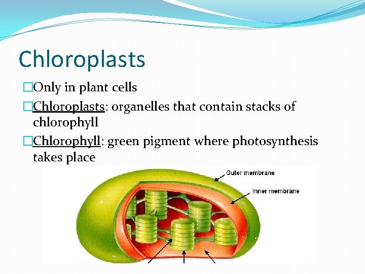 Chloroplasts �Only in plant cells �Chloroplasts: organelles that contain stacks of chlorophyll �Chlorophyll: green