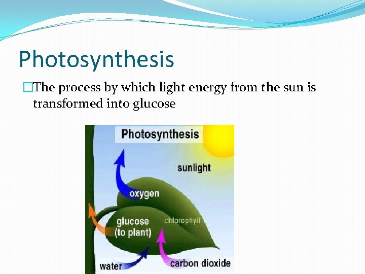 Photosynthesis �The process by which light energy from the sun is transformed into glucose