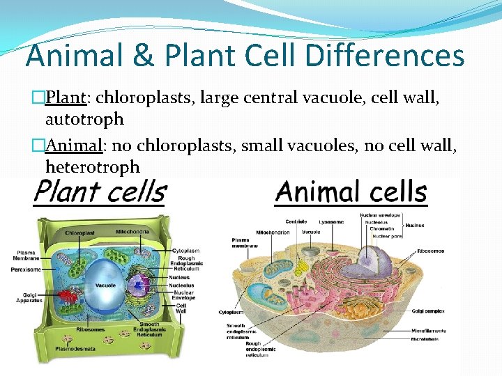 Animal & Plant Cell Differences �Plant: chloroplasts, large central vacuole, cell wall, autotroph �Animal: