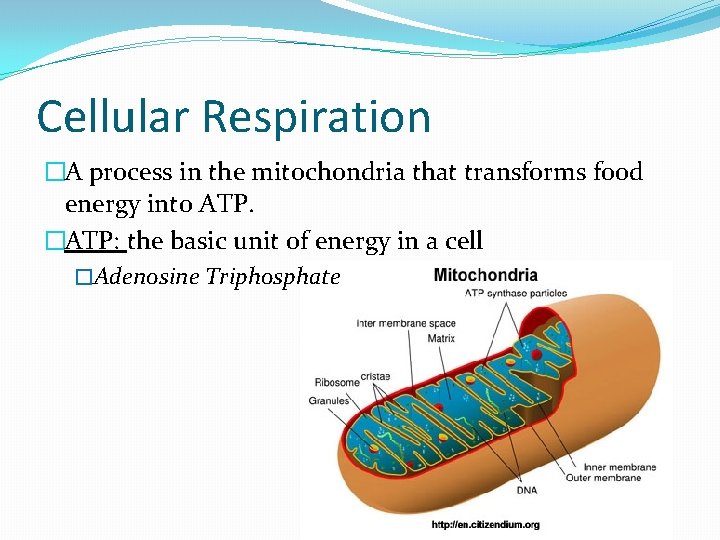 Cellular Respiration �A process in the mitochondria that transforms food energy into ATP. �ATP: