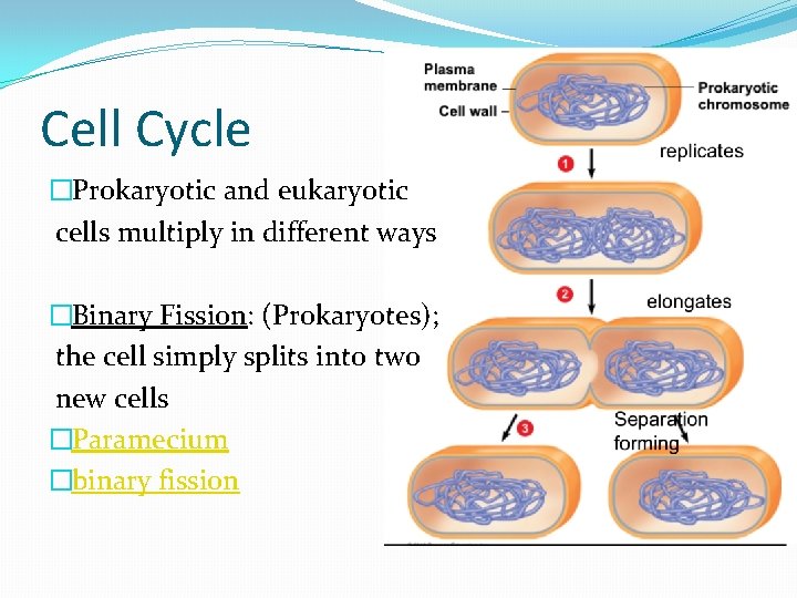 Cell Cycle �Prokaryotic and eukaryotic cells multiply in different ways �Binary Fission: (Prokaryotes); the