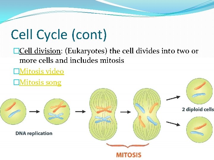 Cell Cycle (cont) �Cell division: (Eukaryotes) the cell divides into two or more cells