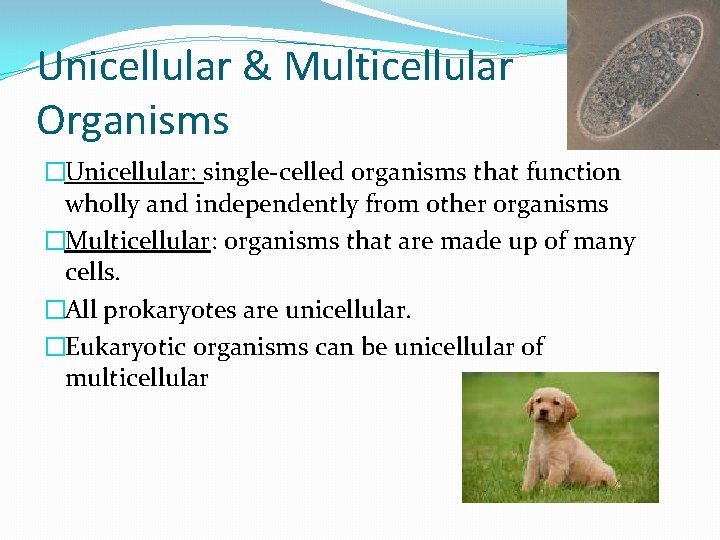 Unicellular & Multicellular Organisms �Unicellular: single-celled organisms that function wholly and independently from other