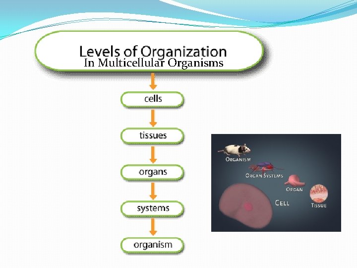 In Multicellular Organisms 