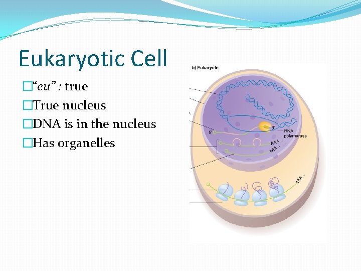 Eukaryotic Cell �“eu” : true �True nucleus �DNA is in the nucleus �Has organelles