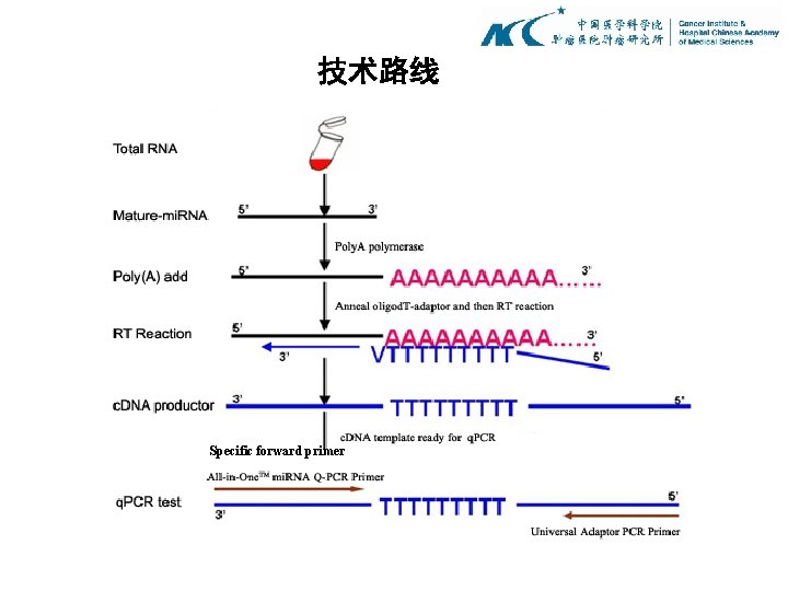 技术路线 Specific forward primer 