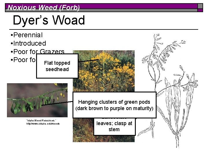 Noxious Weed (Forb) Dyer’s Woad • Perennial • Introduced • Poor for Grazers •