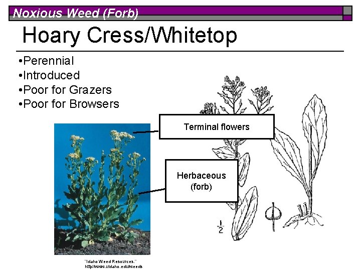 Noxious Weed (Forb) Hoary Cress/Whitetop • Perennial • Introduced • Poor for Grazers •