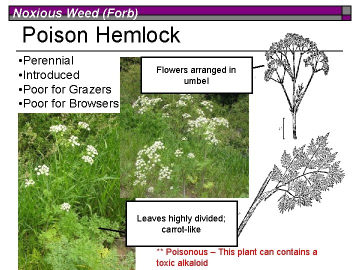 Noxious Weed (Forb) Poison Hemlock • Perennial • Introduced • Poor for Grazers •