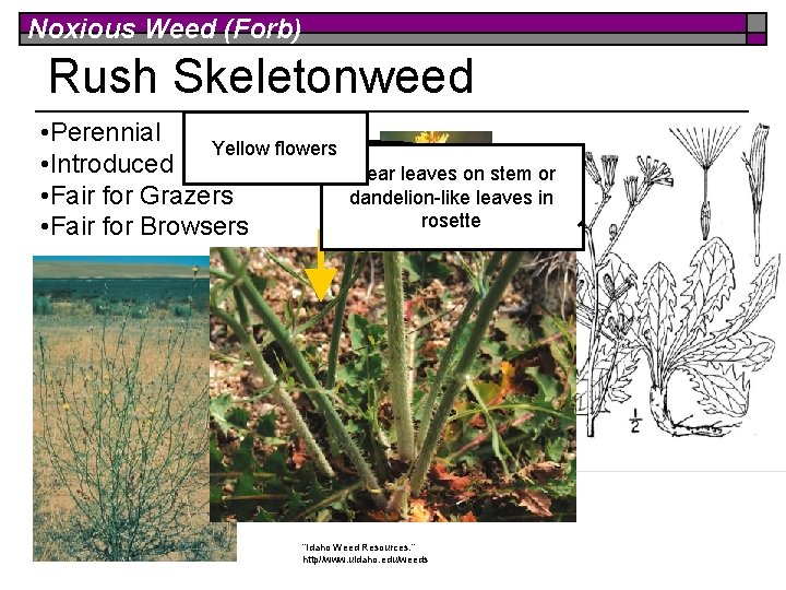 Noxious Weed (Forb) Rush Skeletonweed • Perennial Yellow flowers • Introduced • Fair for