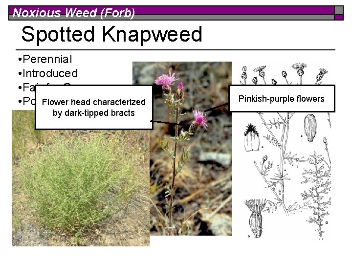 Noxious Weed (Forb) Spotted Knapweed • Perennial • Introduced • Fair for Grazers head