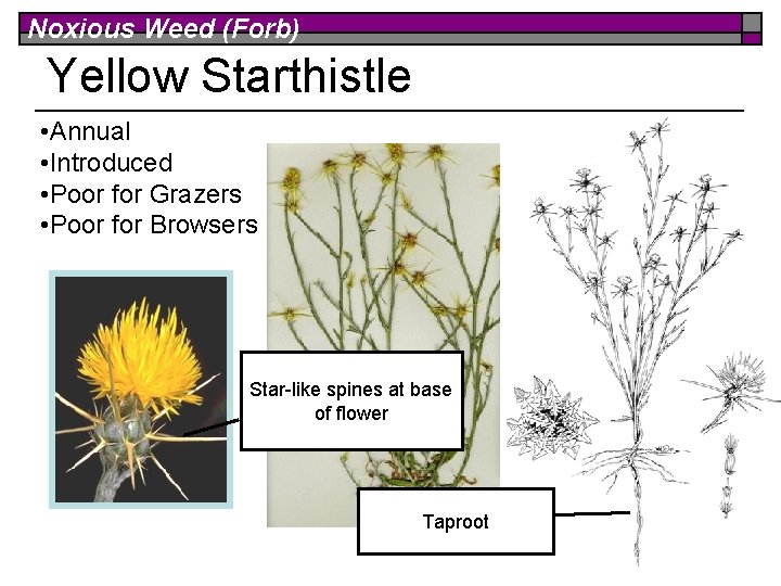 Noxious Weed (Forb) Yellow Starthistle • Annual • Introduced • Poor for Grazers •