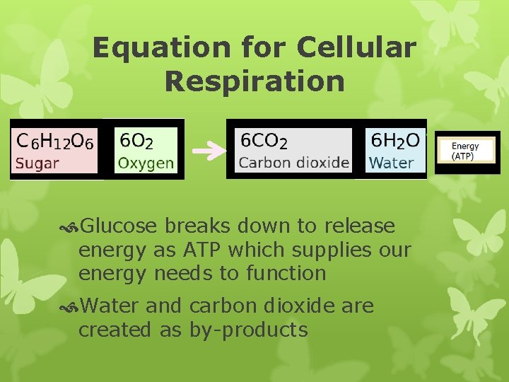 Equation for Cellular Respiration Glucose breaks down to release energy as ATP which supplies