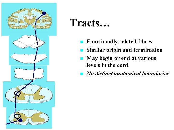 Tracts… n n Functionally related fibres Similar origin and termination May begin or end