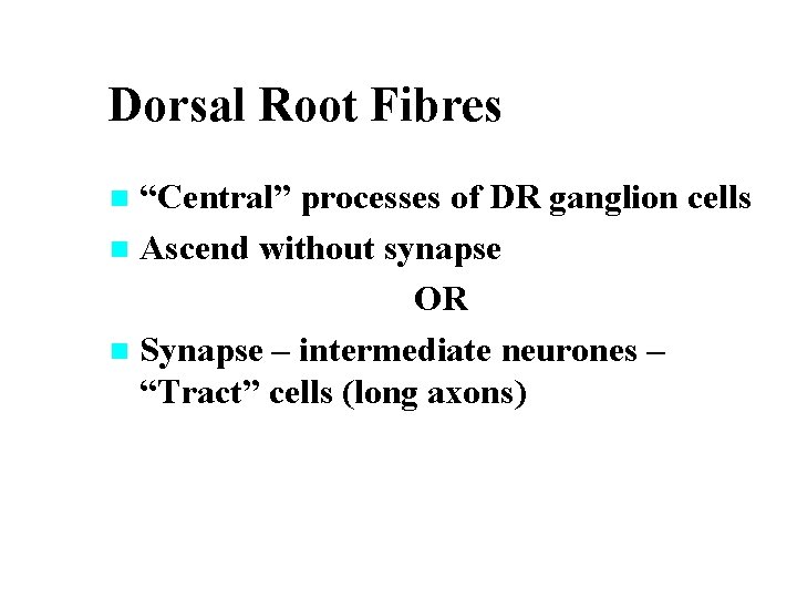 Dorsal Root Fibres “Central” processes of DR ganglion cells n Ascend without synapse OR