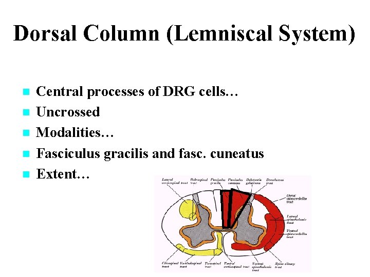 Dorsal Column (Lemniscal System) n n n Central processes of DRG cells… Uncrossed Modalities…