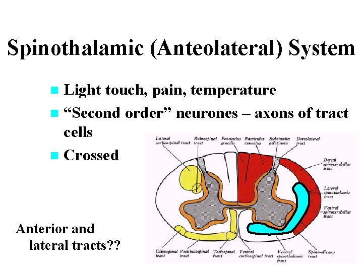 Spinothalamic (Anteolateral) System Light touch, pain, temperature n “Second order” neurones – axons of