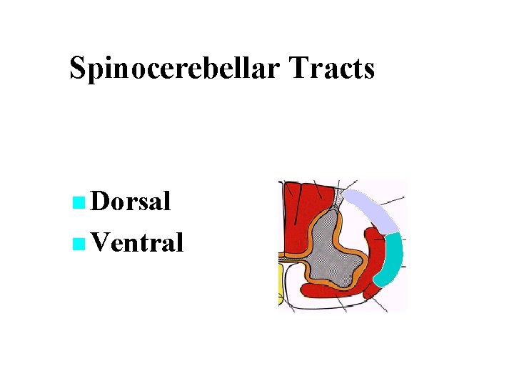 Spinocerebellar Tracts n Dorsal n Ventral 