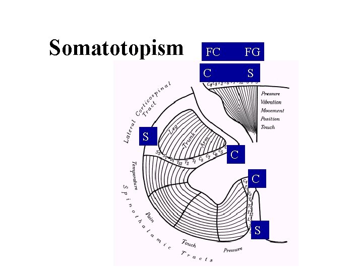 Somatotopism FC FG C S S C C S 