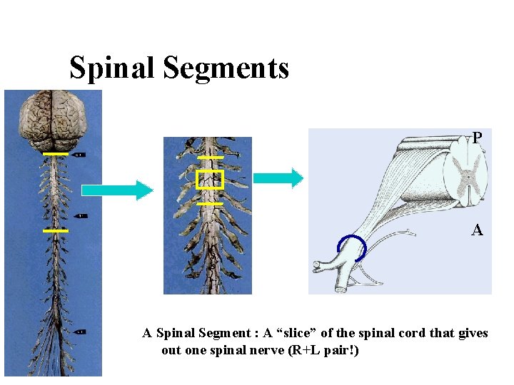 Spinal Segments P A A Spinal Segment : A “slice” of the spinal cord