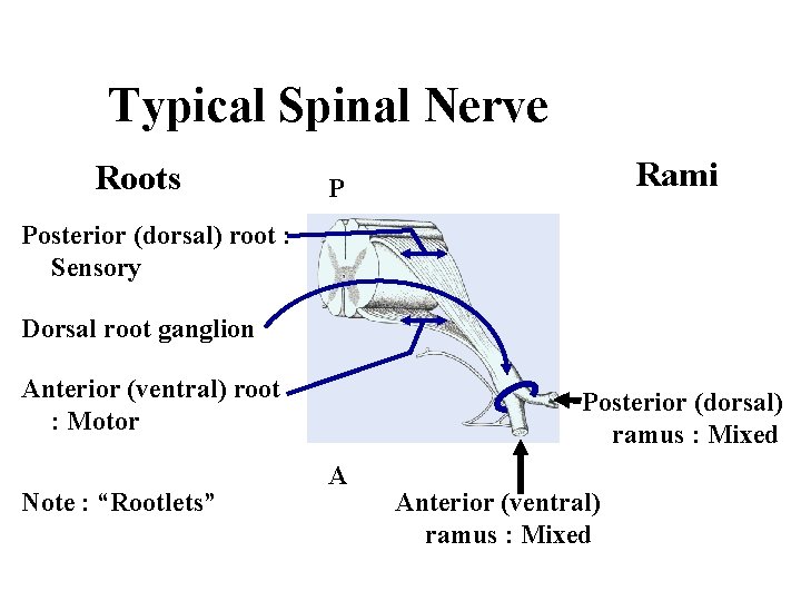 Typical Spinal Nerve Roots Rami P Posterior (dorsal) root : Sensory Dorsal root ganglion