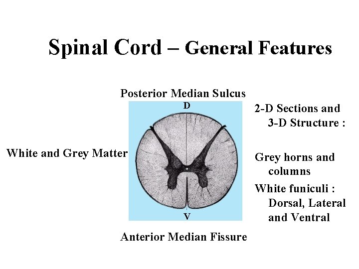 Spinal Cord – General Features Posterior Median Sulcus D White and Grey Matter V