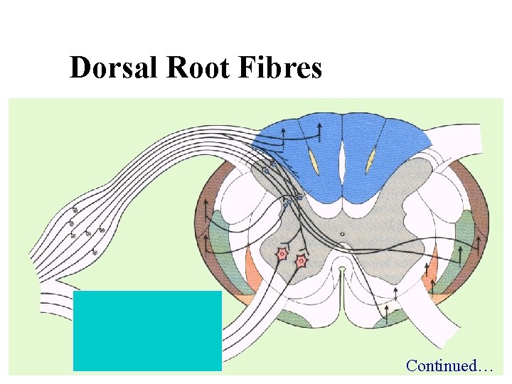 Dorsal Root Fibres Continued… 
