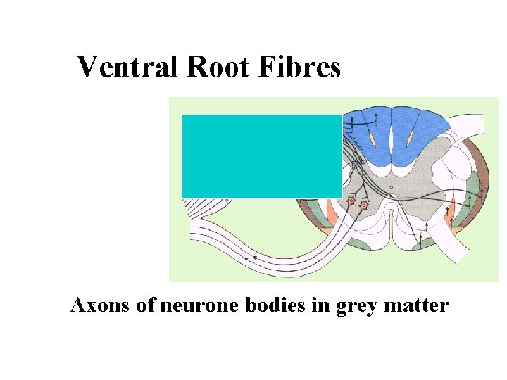 Ventral Root Fibres Axons of neurone bodies in grey matter 