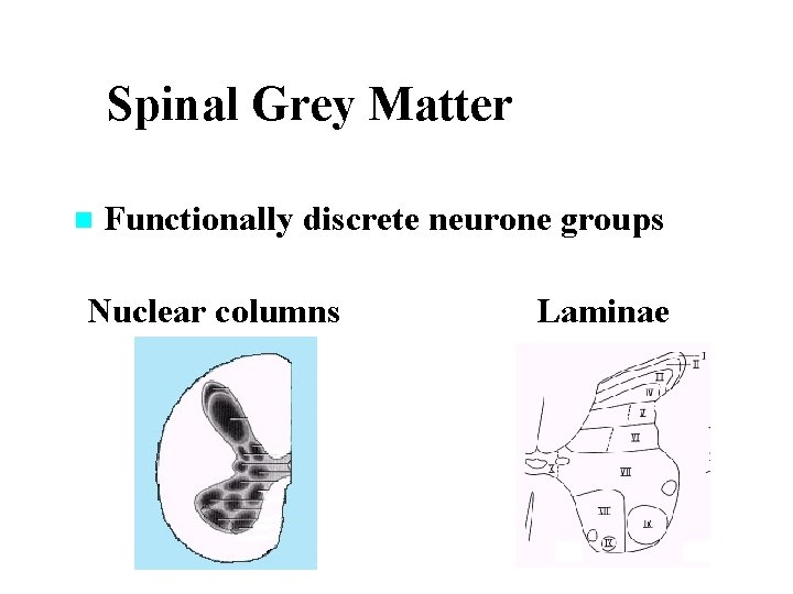 Spinal Grey Matter n Functionally discrete neurone groups Nuclear columns Laminae 