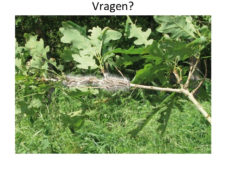 Vragen? 