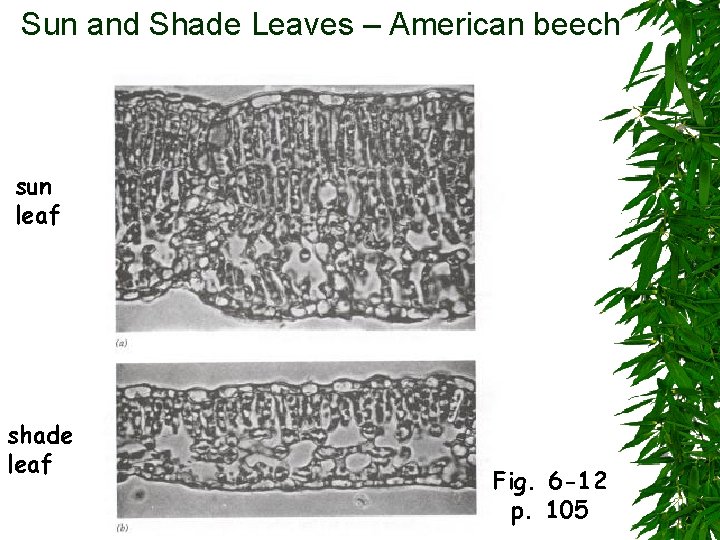 Sun and Shade Leaves – American beech sun leaf shade leaf Fig. 6 -12 Sun and Shade Leaves – American beech sun leaf shade leaf Fig. 6 -12