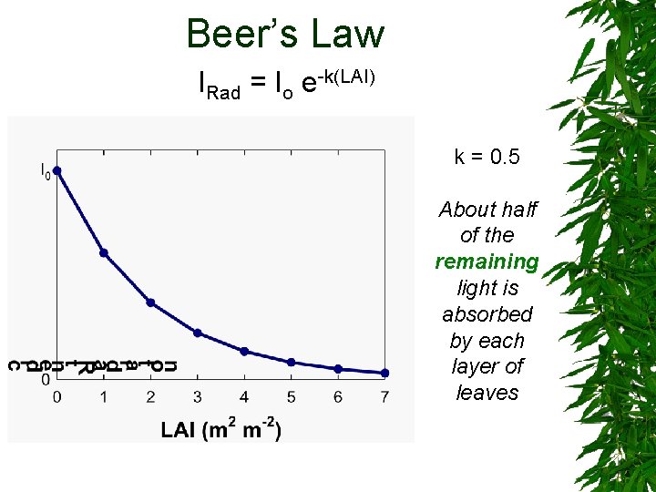 Beer’s Law IRad = Io e-k(LAI) k = 0. 5 About half of the Beer’s Law IRad = Io e-k(LAI) k = 0. 5 About half of the