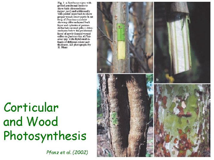Corticular and Wood Photosynthesis Pfanz et al. (2002) Corticular and Wood Photosynthesis Pfanz et al. (2002)