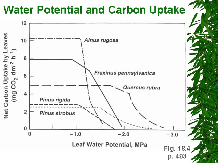 Water Potential and Carbon Uptake Fig. 18. 4 p. 493 Water Potential and Carbon Uptake Fig. 18. 4 p. 493