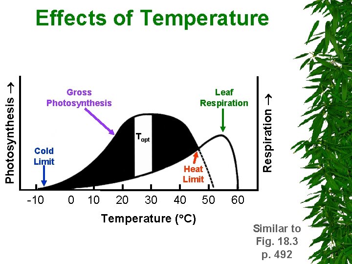 Gross Photosynthesis Leaf Respiration Topt Cold Limit -10 Heat Limit 0 10 20 30 Gross Photosynthesis Leaf Respiration Topt Cold Limit -10 Heat Limit 0 10 20 30
