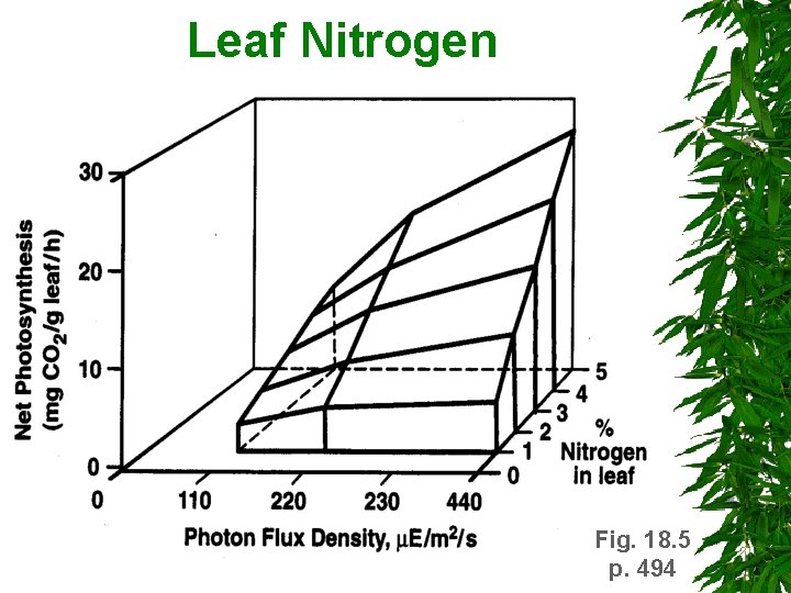 Leaf Nitrogen Fig. 18. 5 p. 494 Leaf Nitrogen Fig. 18. 5 p. 494