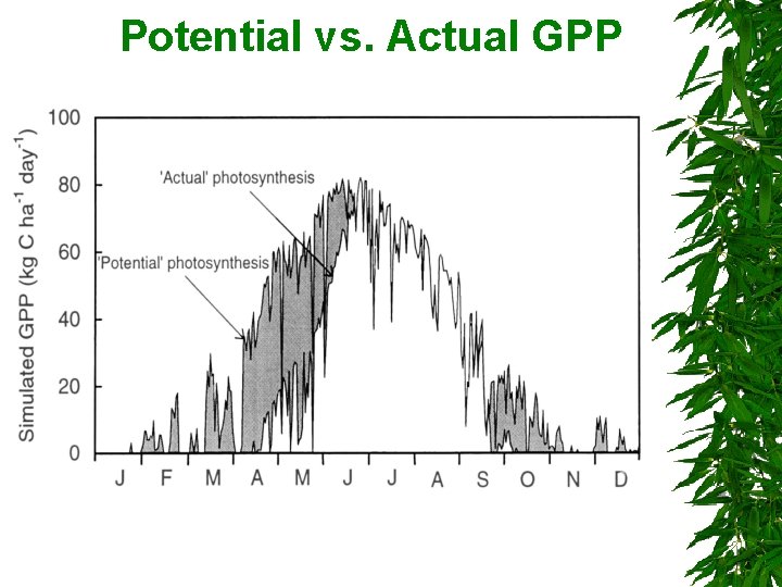 Potential vs. Actual GPP Potential vs. Actual GPP